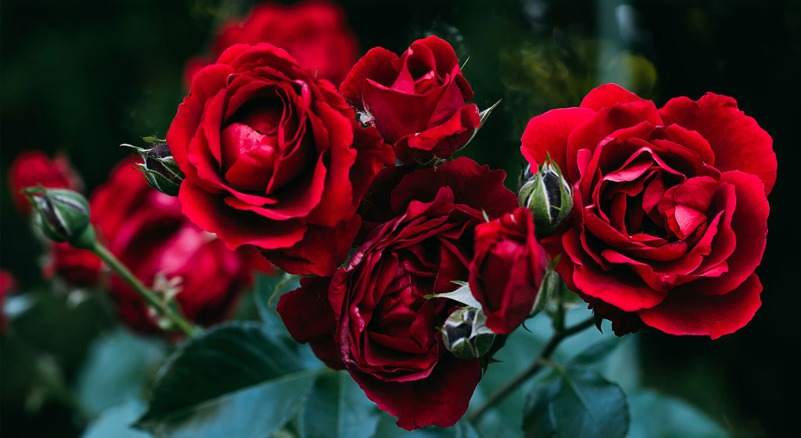 Close-up of red roses